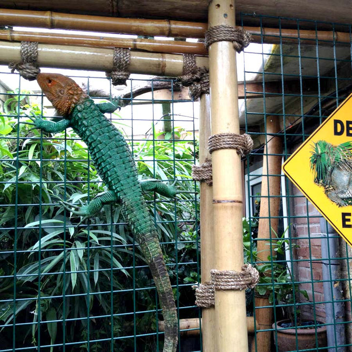 Short Lengths - Natural Apus Bamboo Pole - 10 Pack