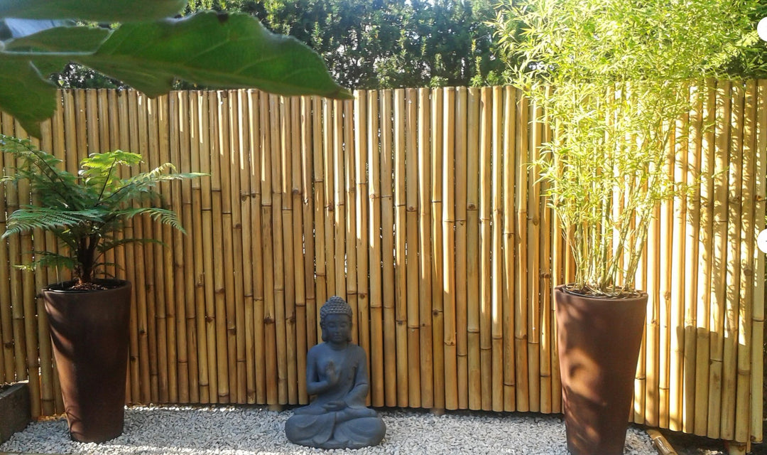 Natural Apus Bamboo Screening Roll Deluxe 180cm - 200 cm