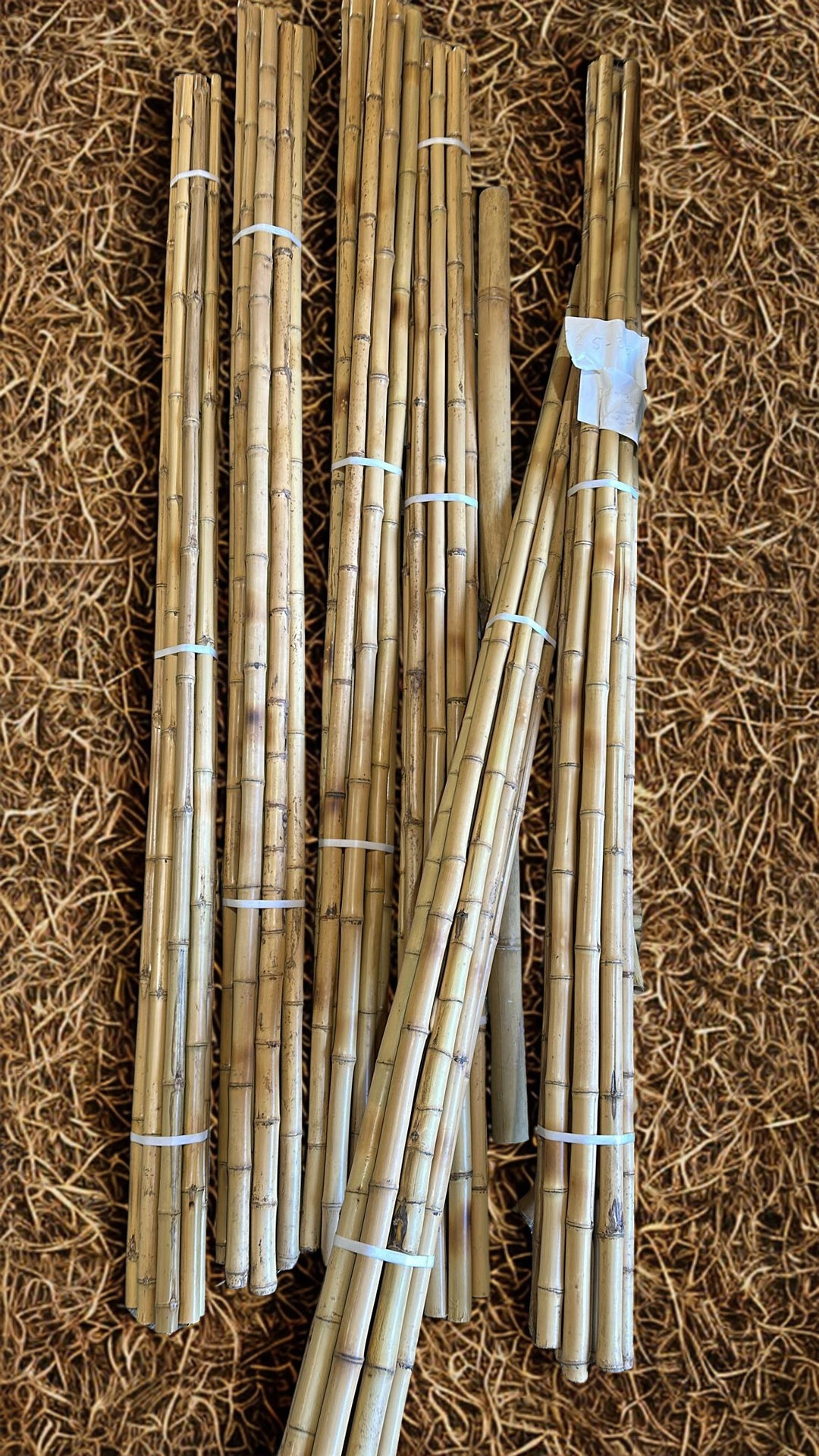 Long Lengths - Bamboo Cane Cendani - 10 Pack