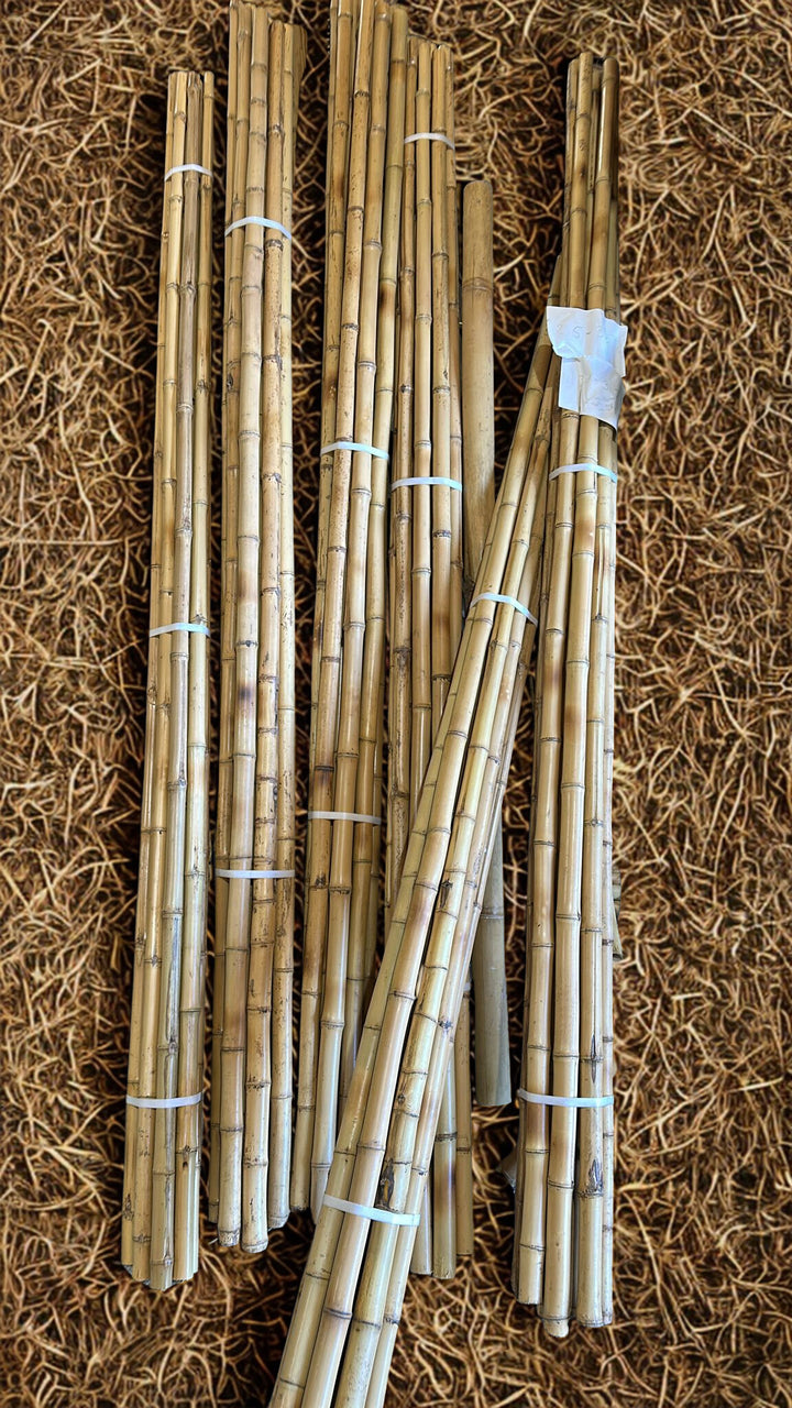 Long Lengths - Bamboo Cane Cendani - 10 Pack