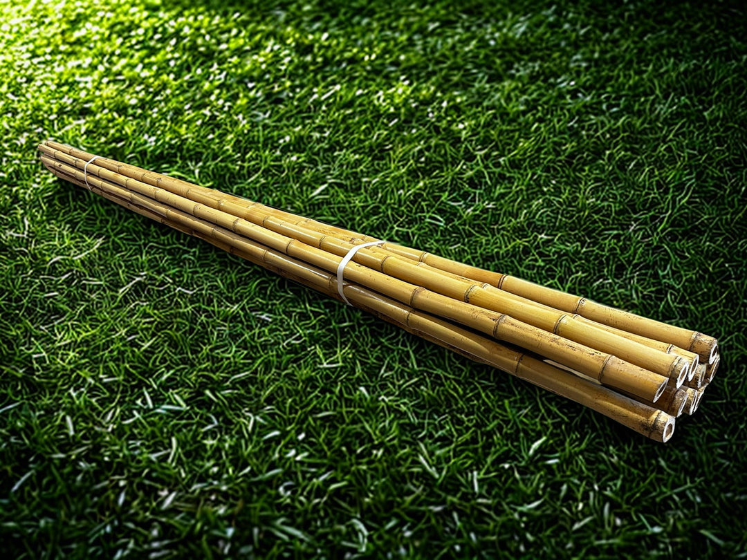 Long Lengths - Bamboo Cane Cendani - 10 Pack
