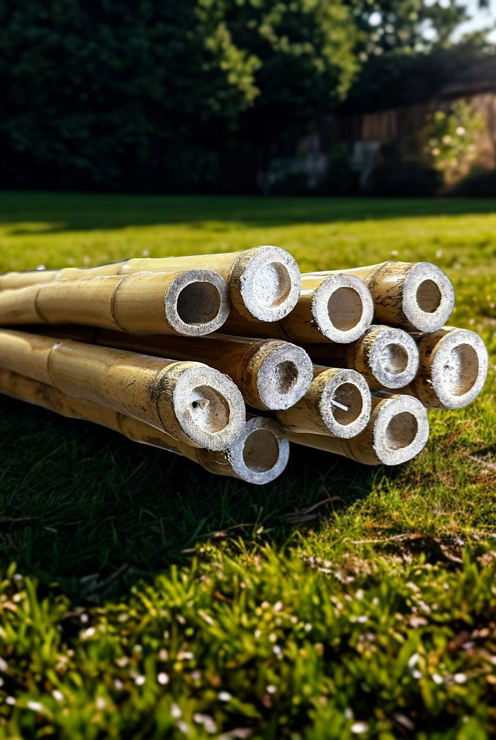Long Lengths - Bamboo Cane Cendani - 10 Pack