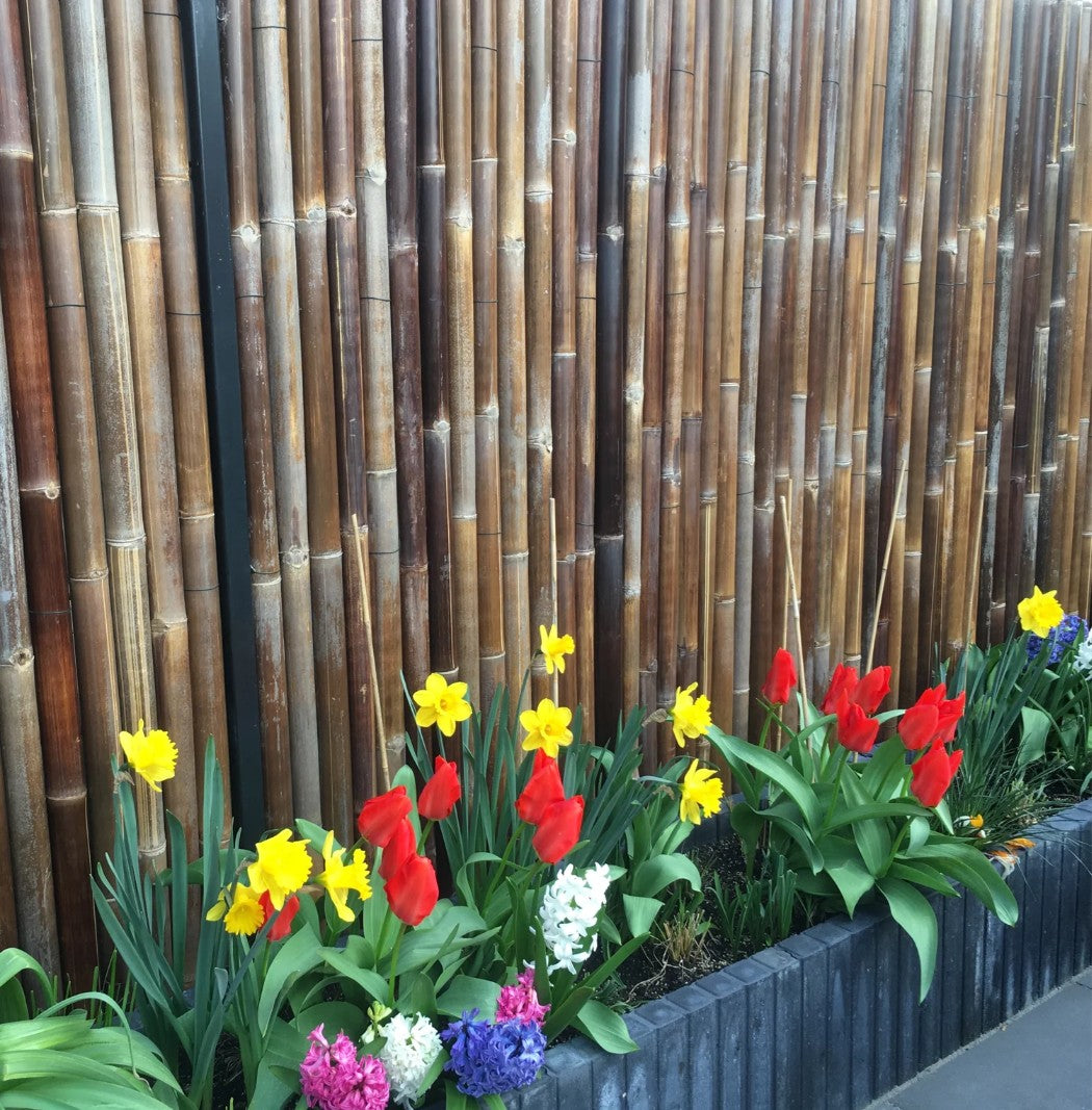 Dark Java Bamboo Screening Roll Deluxe 180cm x 200 cm