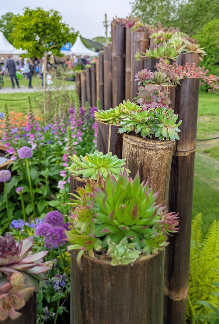 Short Lengths - Dark Java Bamboo Pole