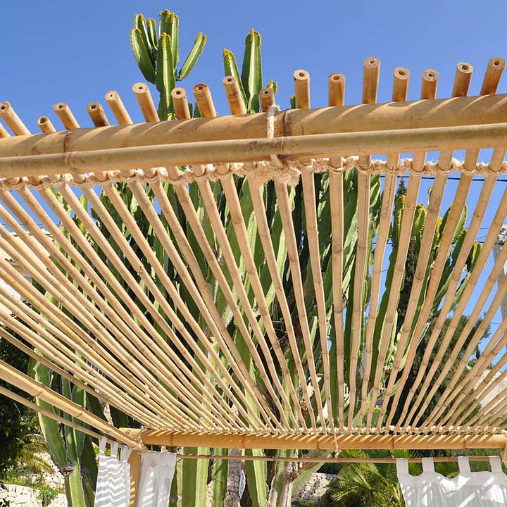 Bamboo Cane Tonkin