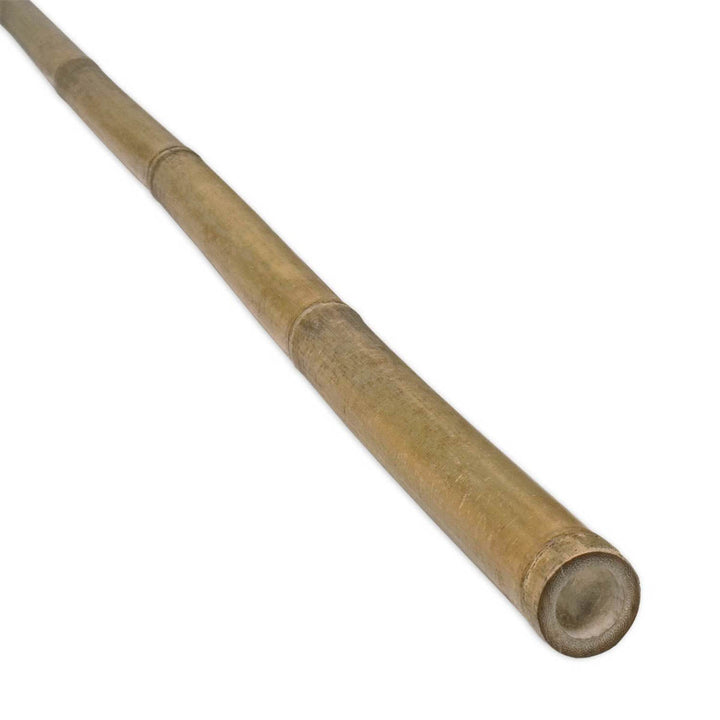 Bamboo Cane Tonkin